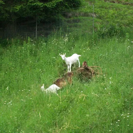 Bed and Breakfast In Fattoria 3*